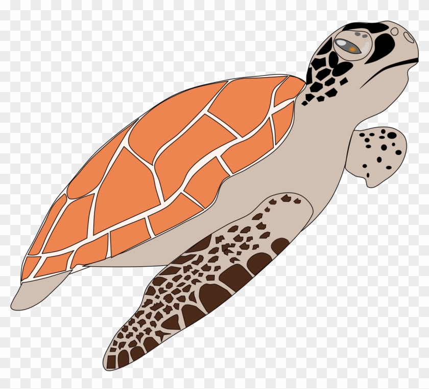 Turtle Png - Hawksbill Sea Turtle Cartoon, Transparent Png -  2400x1800(#1184607) - PngFind