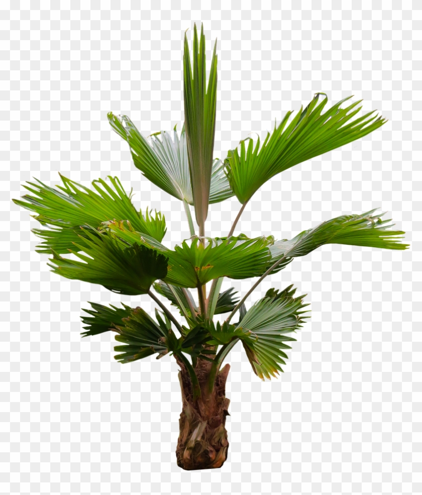 Palm Tree Branches Png / Two green palm trees, arecaceae palmier, easter party flyer, leaf, palm