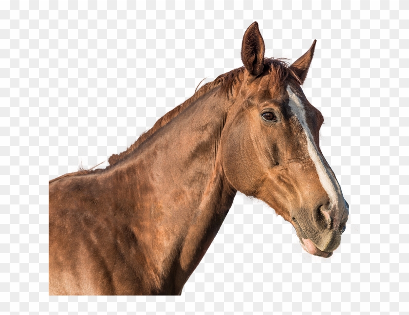 Cavalo, cavalo, cabeça de cavalo png