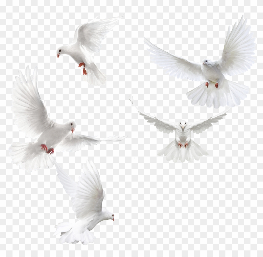 Doves Sticker White Dove Hd Png Download 1024x1024 1198217 Pngfind