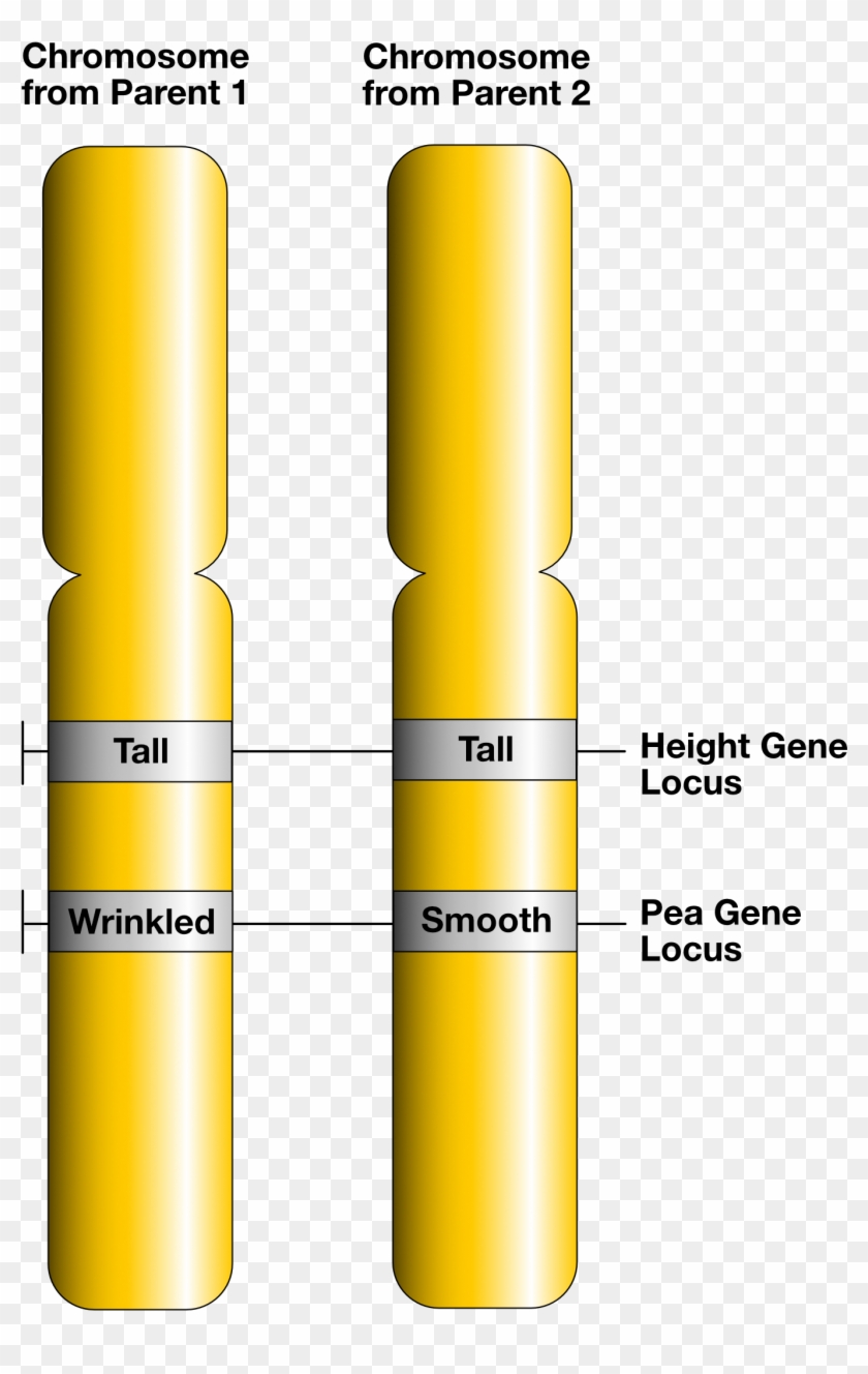 Gene Loci And Alleles Allele And Locus, HD Png Download 1500x2250