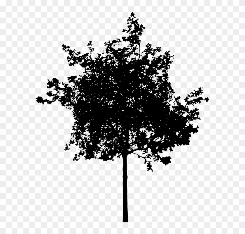 Shrub Bushes Clipart Oak Tree - Small Tree Silhouette Png, Transparent