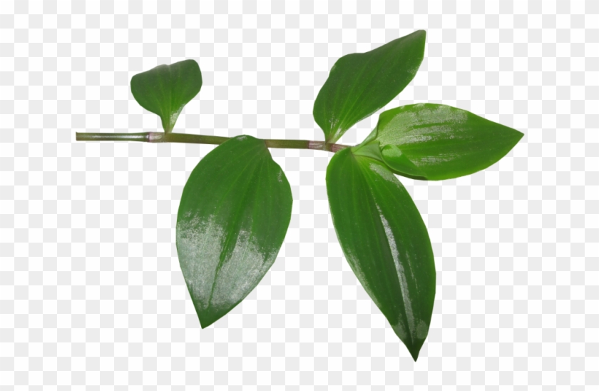 Hojas - Tree, HD Png Download - 800x580(#1235914) - PngFind