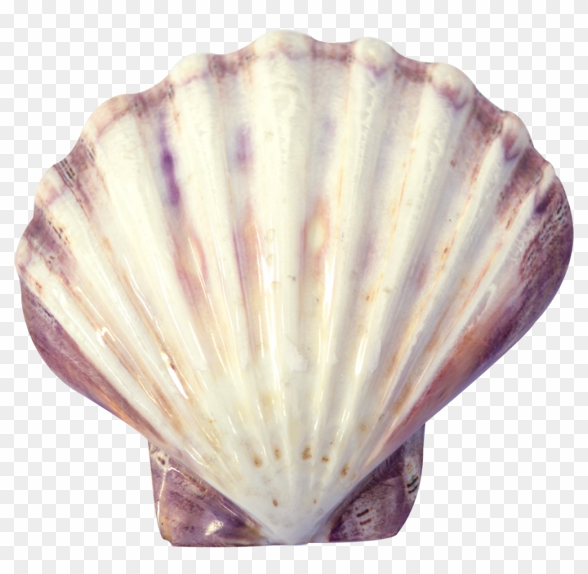 Lion S Decorative Shell Polished - Shell, HD Png Download - 1650x1100 ...