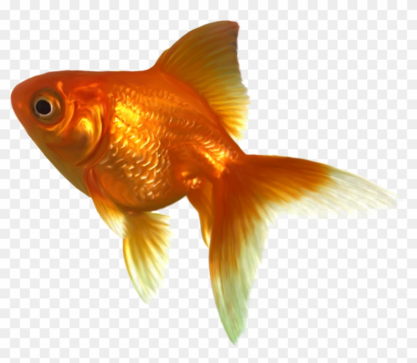 Goldfish Png Transparent Goldfish Png Download 10x987 Pngfind