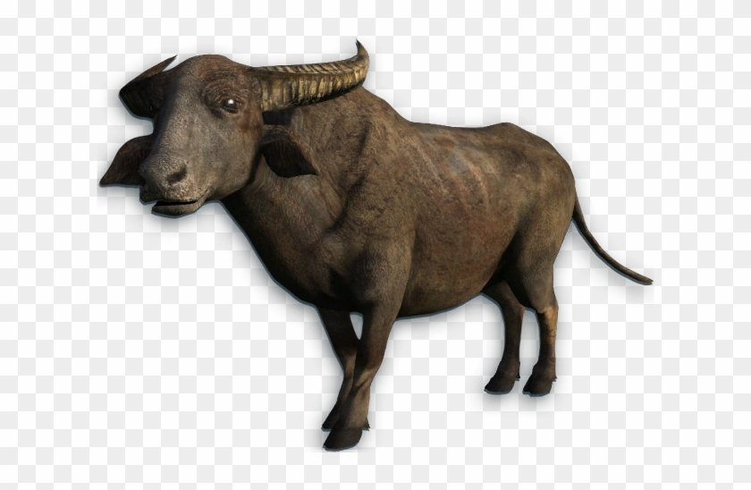 Water Transparent Picture Buffalo Transparent Png, Download - 661x497(#1258904) - PngFind