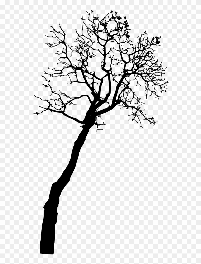 Free Png Bare Tree Silhouette Png Images Transparent Silhouette Png Download 573x1024 1263565 Pngfind