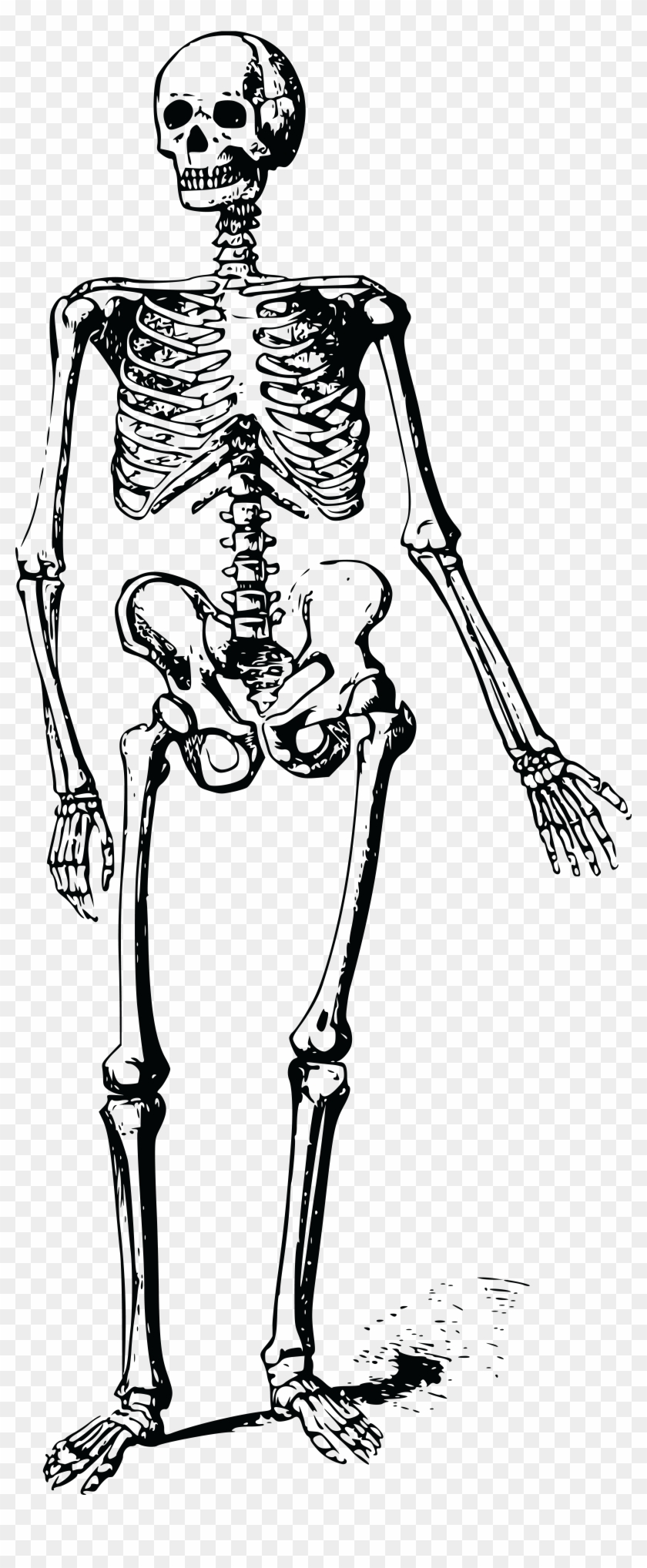 Free Of A - Skeleton Free Clip Art, HD Png Download - 4000x9508