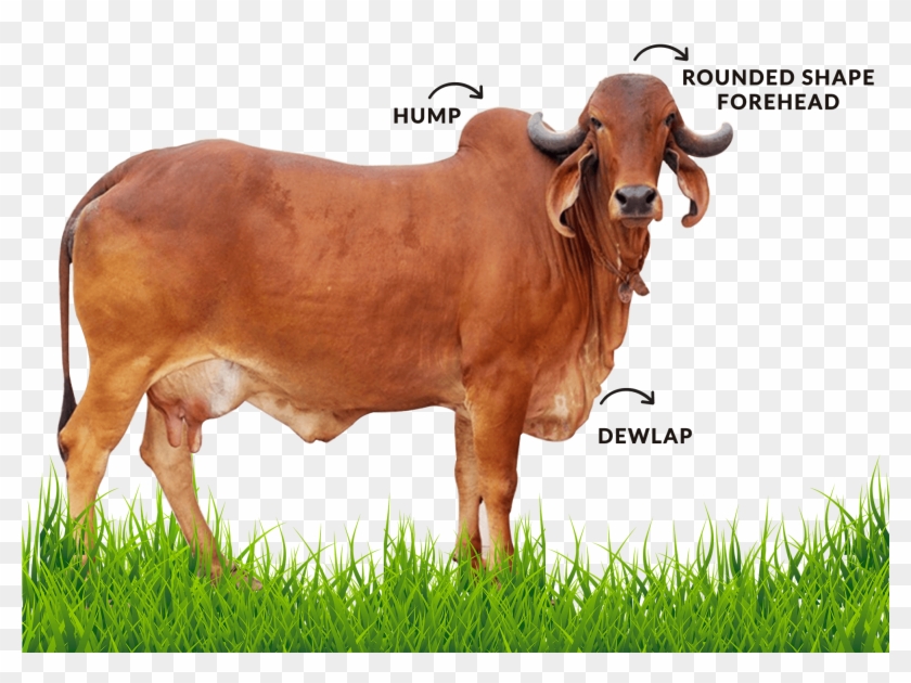 2000 x 1957 2 origin of gir cow hd png download 2000x1957 1282862 pngfind origin of gir cow hd png download