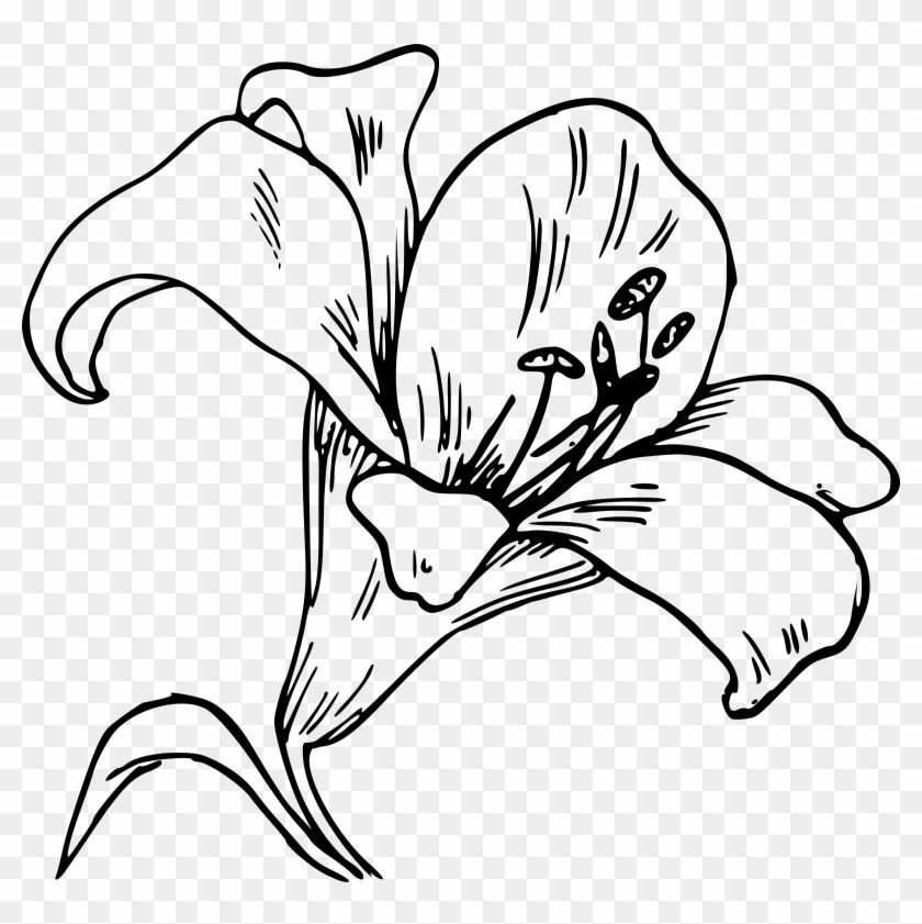 Easter Lily Png - Orquidea Dibujo Para Colorear, Transparent Png -  600x573(#1291974) - PngFind