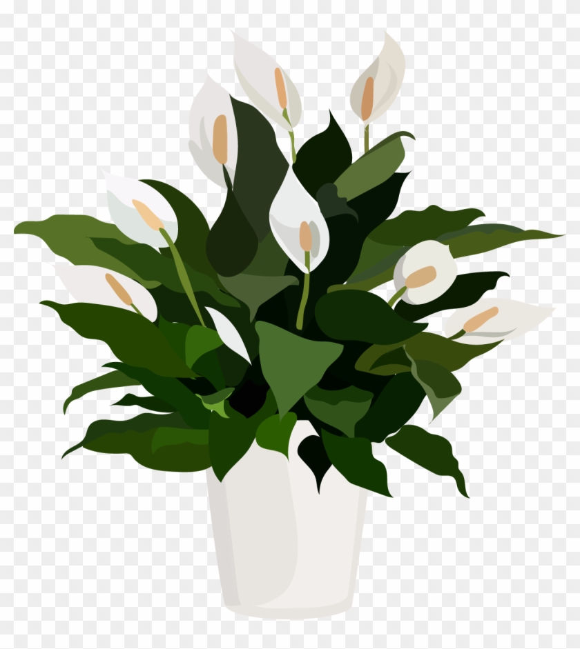 Share more than 70 peace lily sketch super hot seven.edu.vn