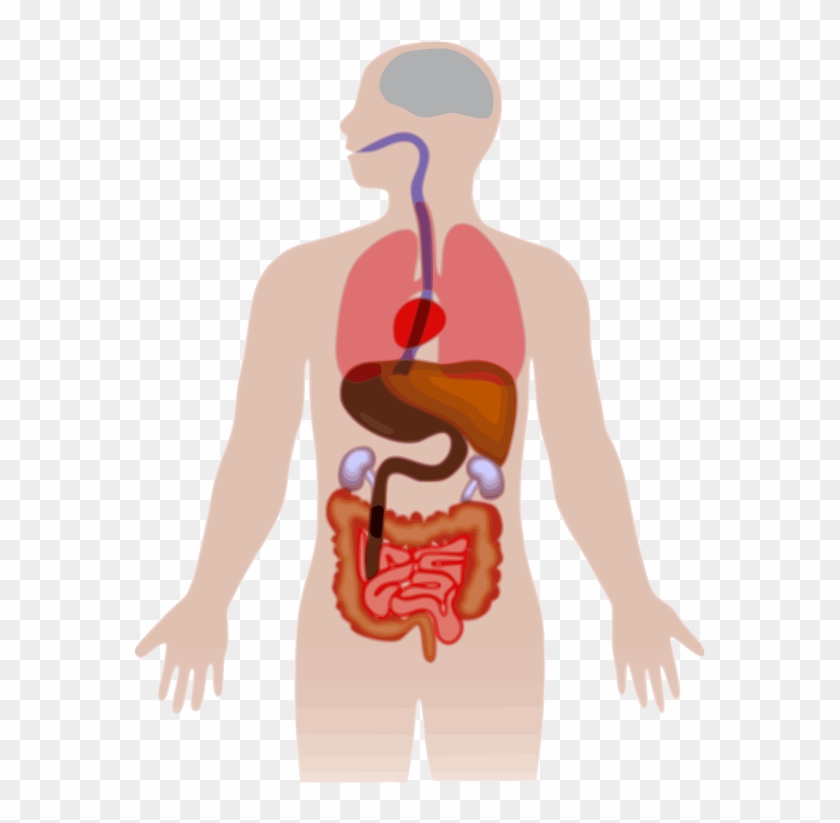 Download Liver Organ Anatomy Medicine Hepatology Svg Png Icon Human Body Clipart Png Transparent Png 800x800 1298619 Pngfind