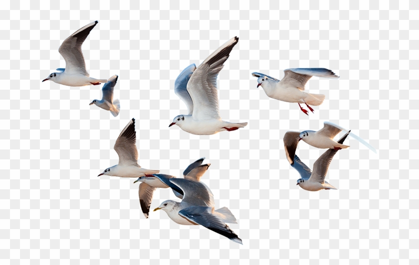 birds flying png paragraph of i would be a bird transparent png 750x480 130996 pngfind birds flying png paragraph of i would