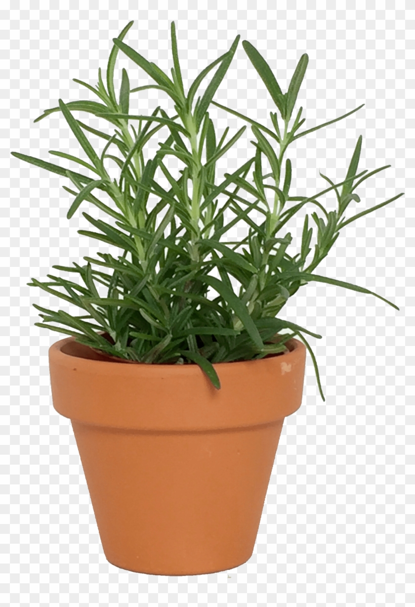 Assorted Mini Herbs In Over Pot Flowerpot Hd Png Download 2448x2448 135551 Pngfind