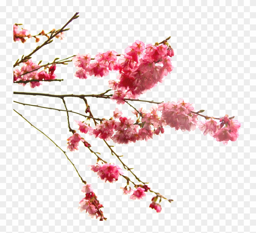 Go To Image Japanese Cherry Blossom Transparent Hd Png Download
