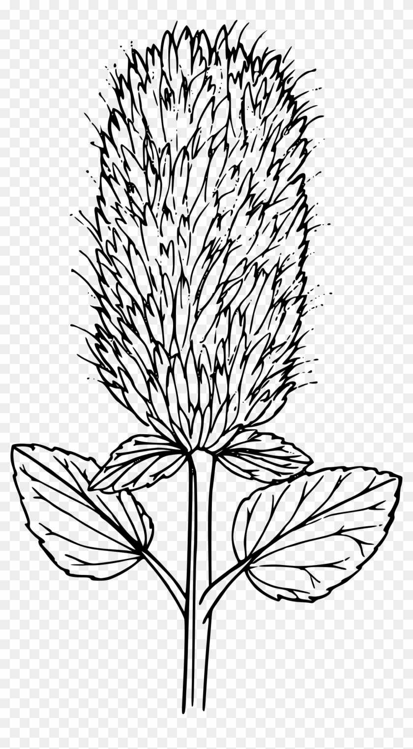 This Free Icons Png Design Of Nettle Leaved Horse Mint Transparent Png 1359x2400 Pngfind This Free Icons Png Design Of Nettle Leaved Horse Mint Transparent Png 1359x2400 Pngfind