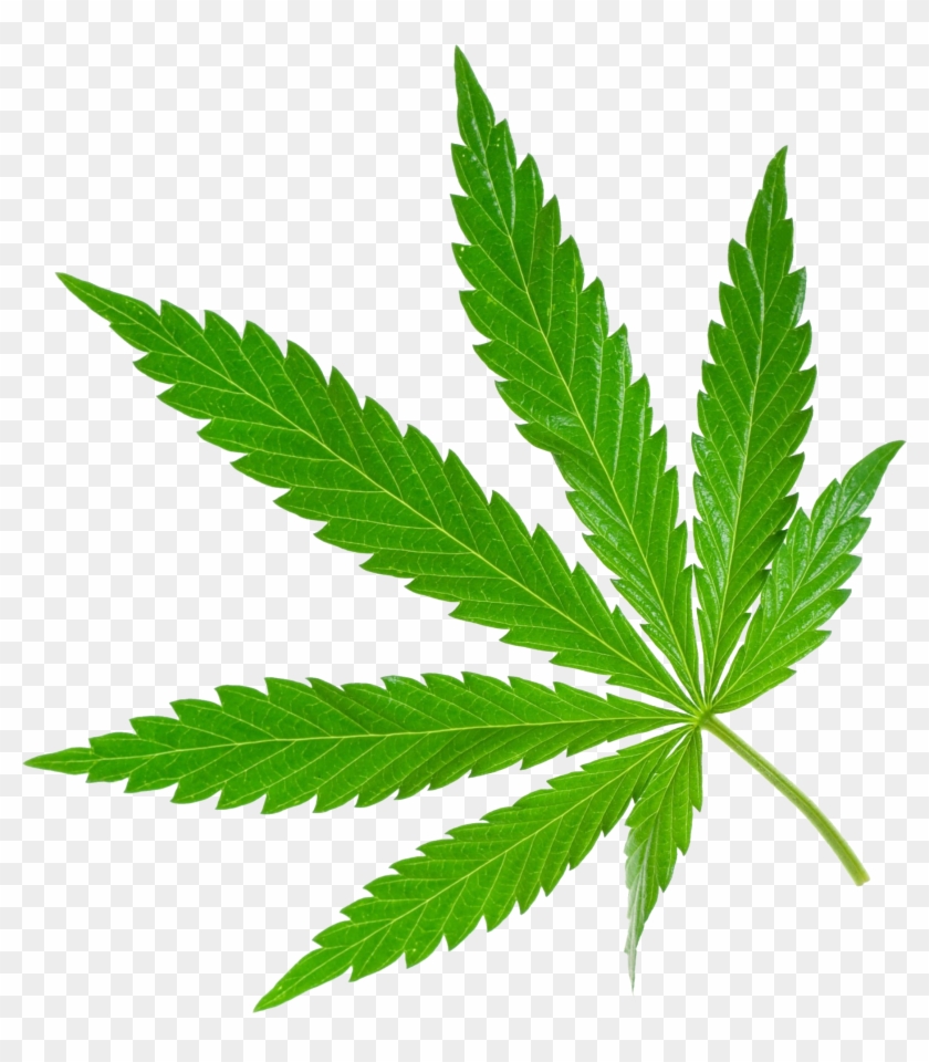Cannabis Png Transparent Png Download 1794x1966 138050 Pngfind