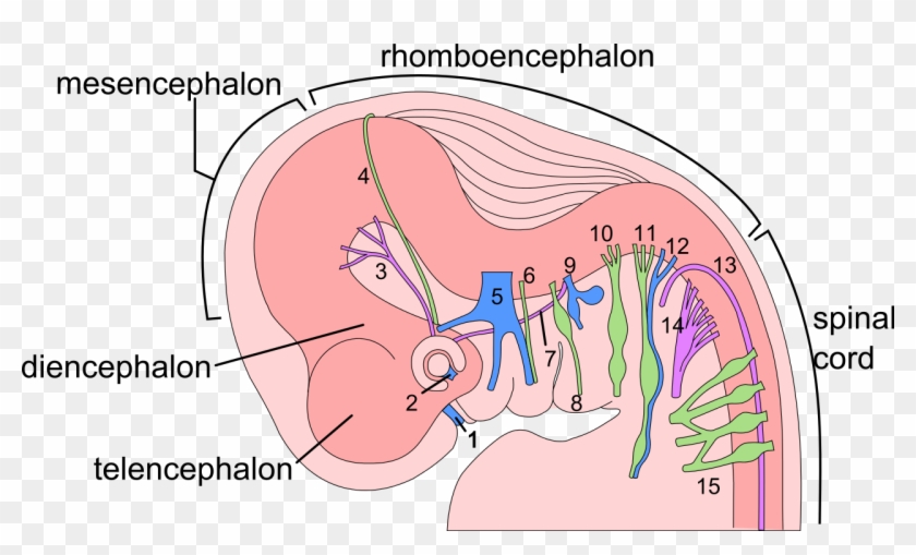 6 Week Human Embryo Nervous System - Embryonic Origin Of Cranial Nerves ...