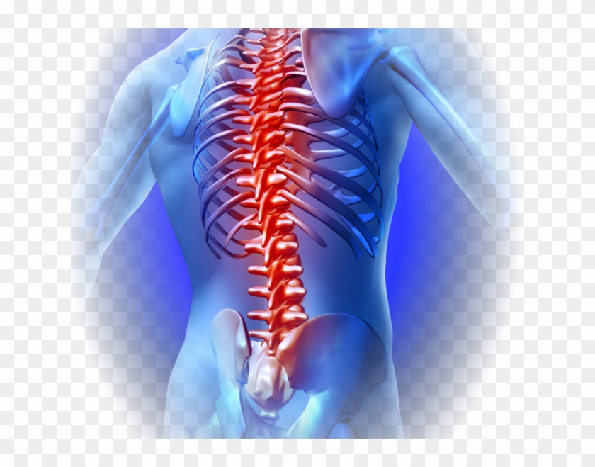 Joint Pain - Back Bone Pain Png, Transparent Png - 642x579(#1316504