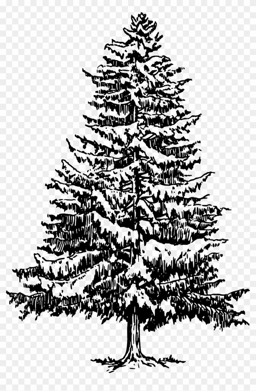 Pine Tree Png  Pine Tree Drawing Silhouette Transparent Png  Transparent  Png Image  PNGitem