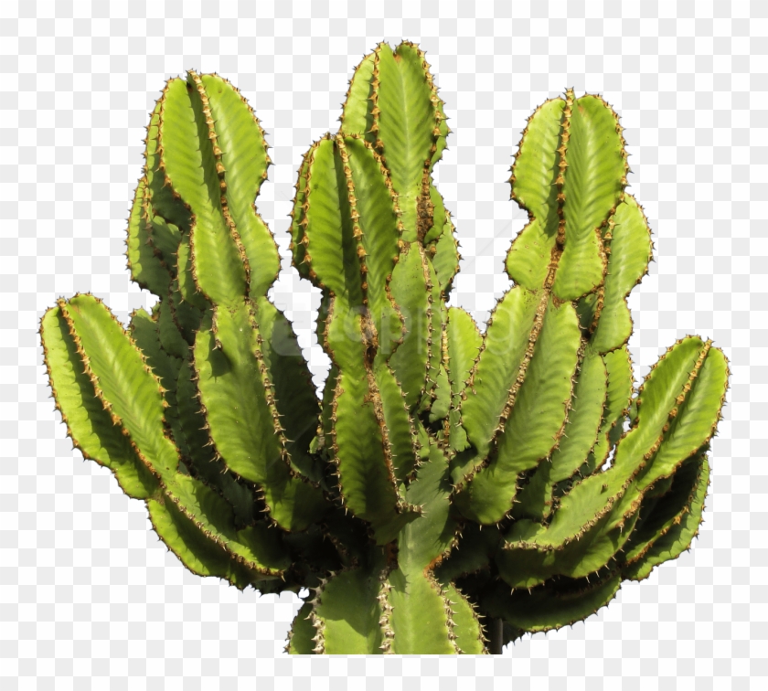 Free Png Download Cactus Clipart Png Photo Png Images - Cactus Png ...