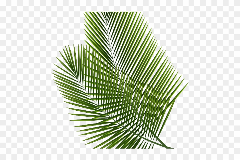 Tropical Clipart Palm Frond - Leaf Png Transparent Background, Png Download  - 640x480(#1347775) - PngFind