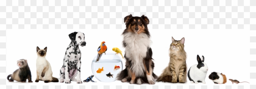 dog cat fish