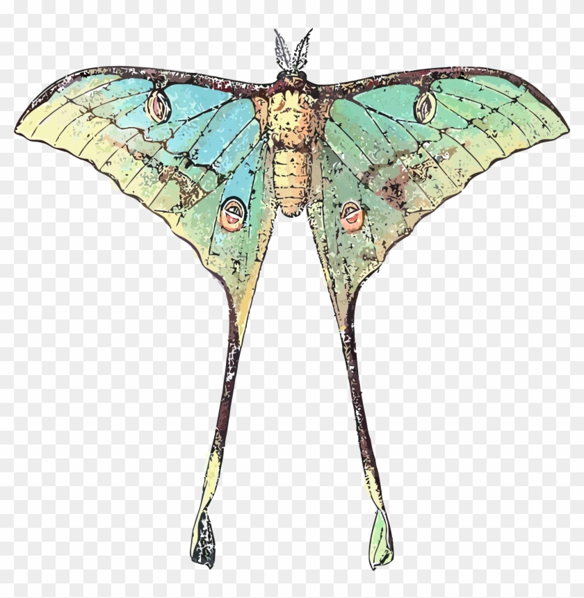 Drawing Of A Butterfly Insect With Long Wings - Comet Moth, HD Png Download - 1920x1877(#1355313) - PngFind Drawing Of A Butterfly Insect With Long Wings - Comet Moth, HD Png Download - 1920x1877(#1355313) - PngFind