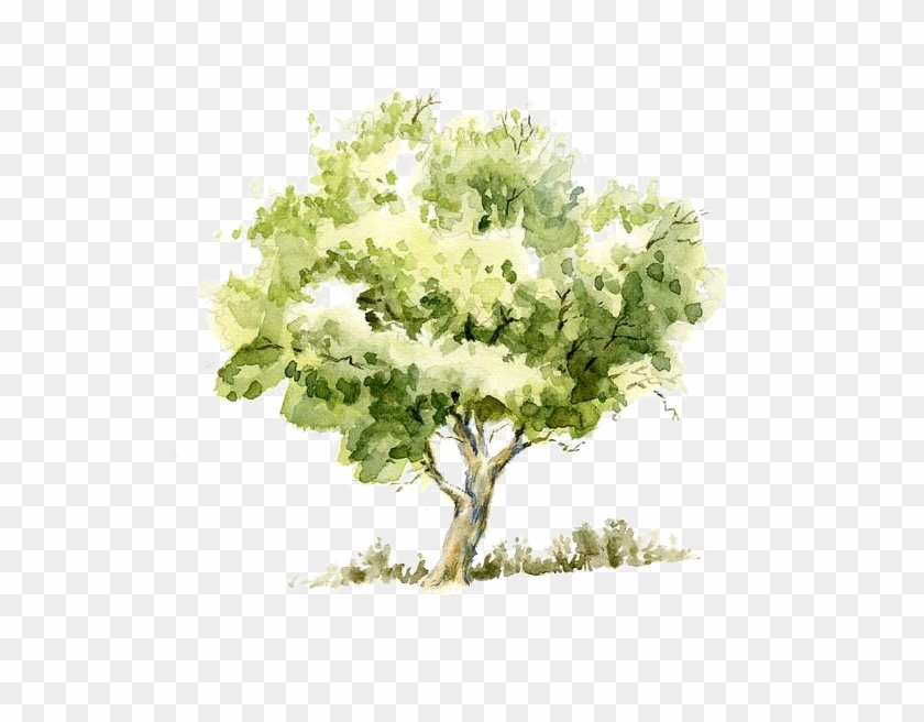 Watercolor Painting Sketch Trees Transprent Png Free Tree Watercolor Transparent Png 564x599 Pngfind Watercolor Painting Sketch Trees Transprent Png Free Tree Watercolor Transparent Png 564x599 Pngfind