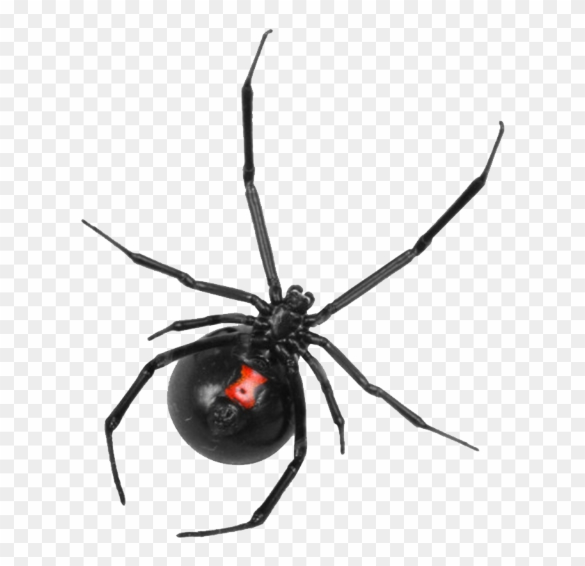 Black Widow Control Boise Idaho - Png Big Spider Web ...