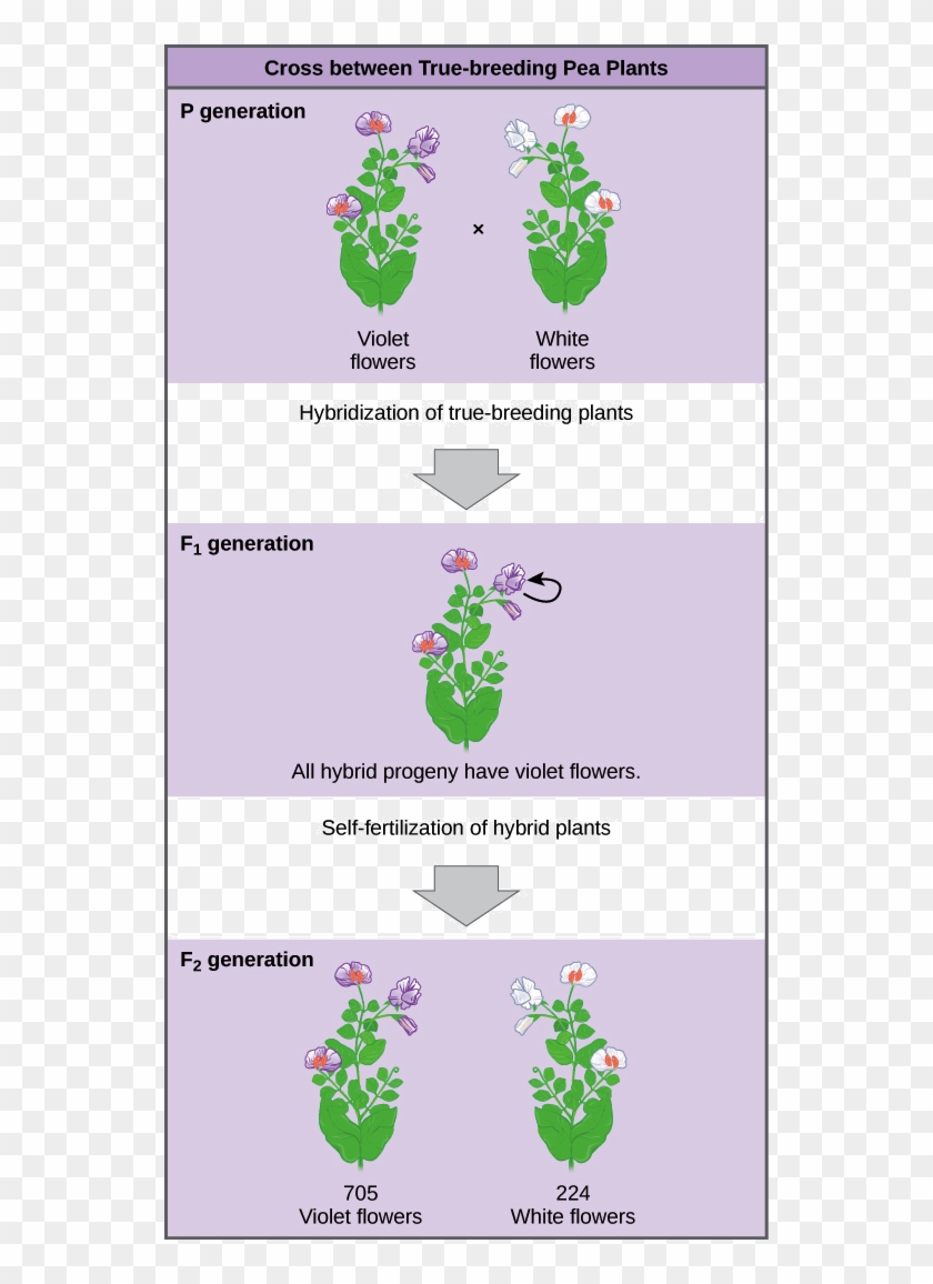 gregor-mendel-reading-comprehension-worksheet