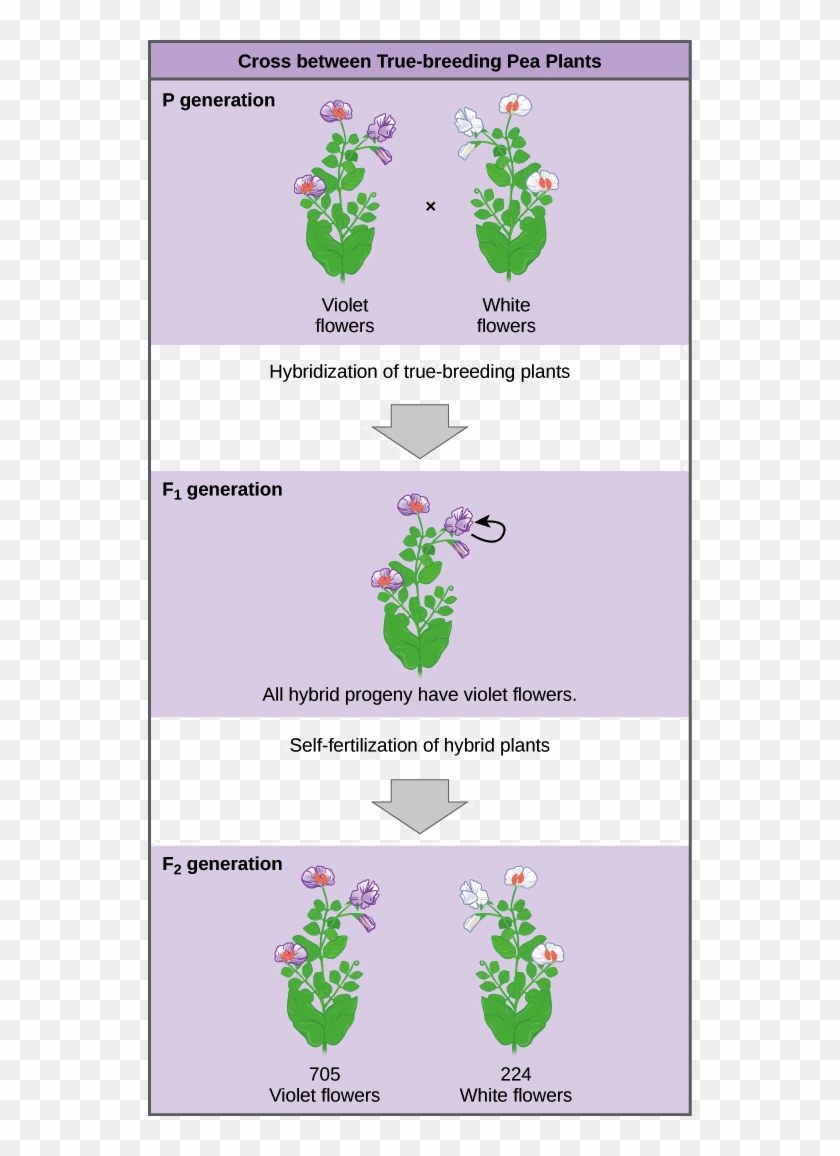 1 The Work Of Gregor Mendel Worksheet Answers 44 Fresh Cross Between True Breeding Pea Plants 