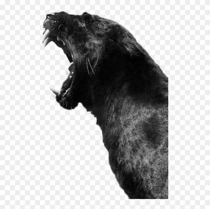 S' New Panther - Black Panther Mouth Open, HD Png Download - 650x784