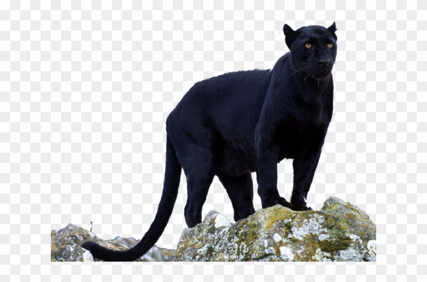 Panther Png Transparent Images - Black Panther Animal, Png Download -  640x480(#145076) - PngFind