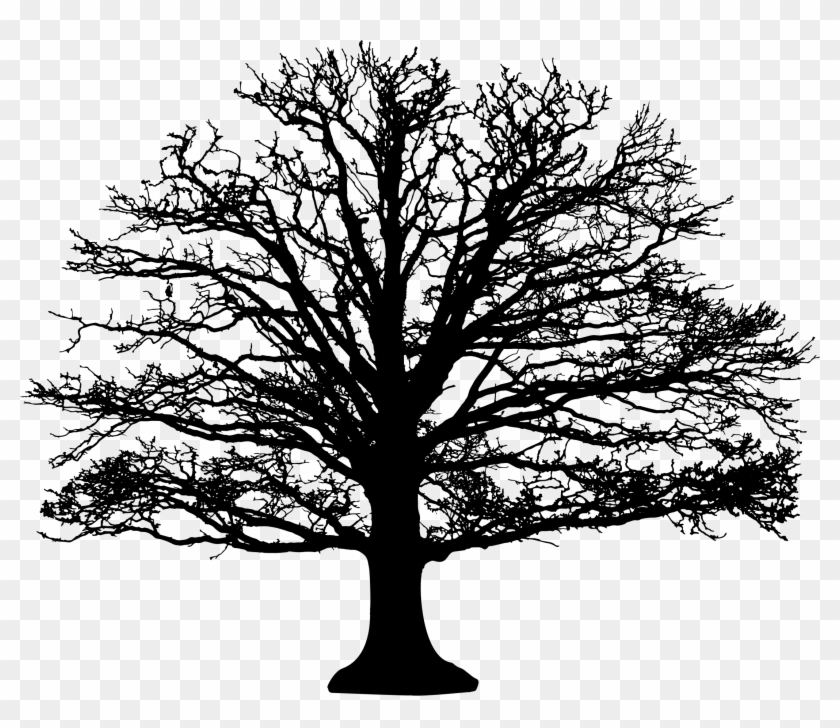 Winter Tree Silhouette Leafless Tree Silhouette Hd Png Download 2190x1796 14 Pngfind Winter Tree Silhouette Leafless Tree Silhouette Hd Png Download 2190x1796 14 Pngfind