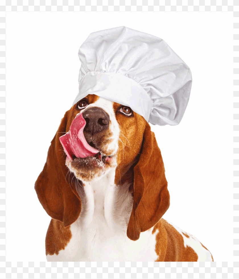 dog in chef hat