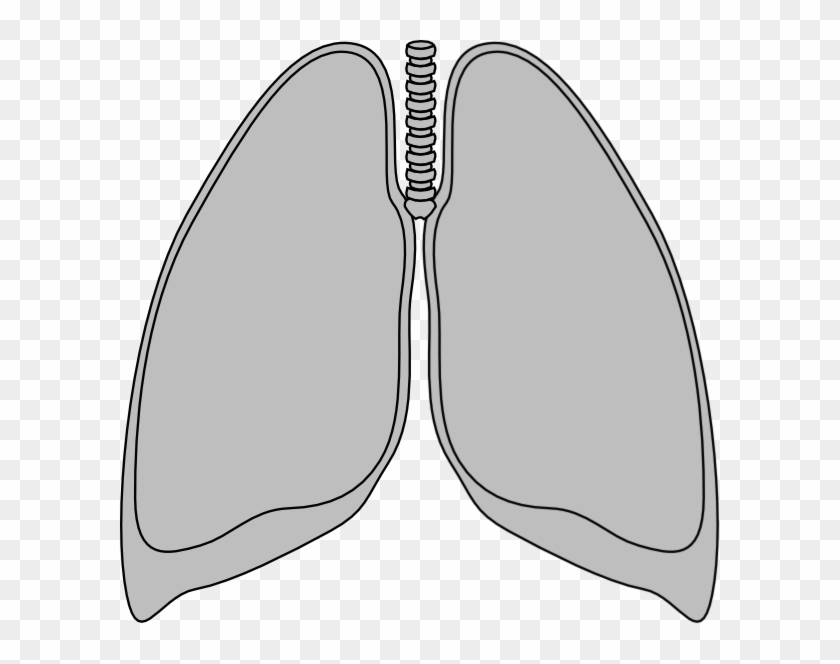 Small - Mouse Lung Clipart, HD Png Download - 600x584(#1408476) - PngFind
