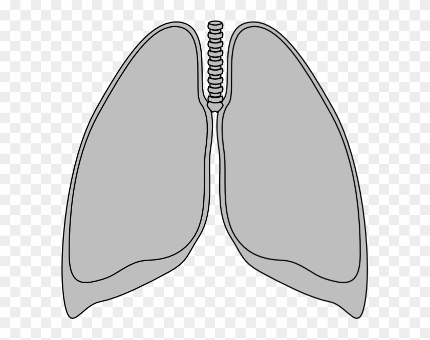 Small - Mouse Lung Clipart, HD Png Download - 600x584(#1408476) - PngFind Small - Mouse Lung Clipart, HD Png Download - 600x584(#1408476) - PngFind