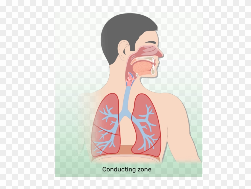 Draw The Labelled Diagram Of The Human Respiratory System
