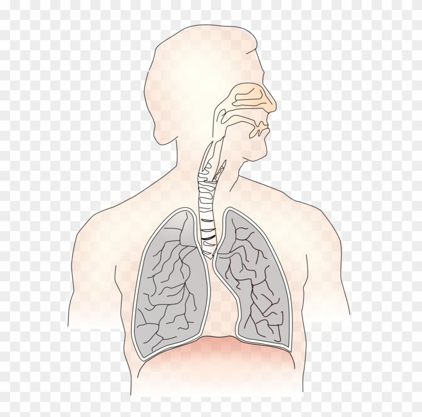 Inhalation Lung Exhalation Respiratory System Trachea - Respiratory