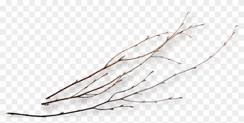 Twig Png - Twigs Png, Transparent Png - 1104x505(#1414792) - PngFind