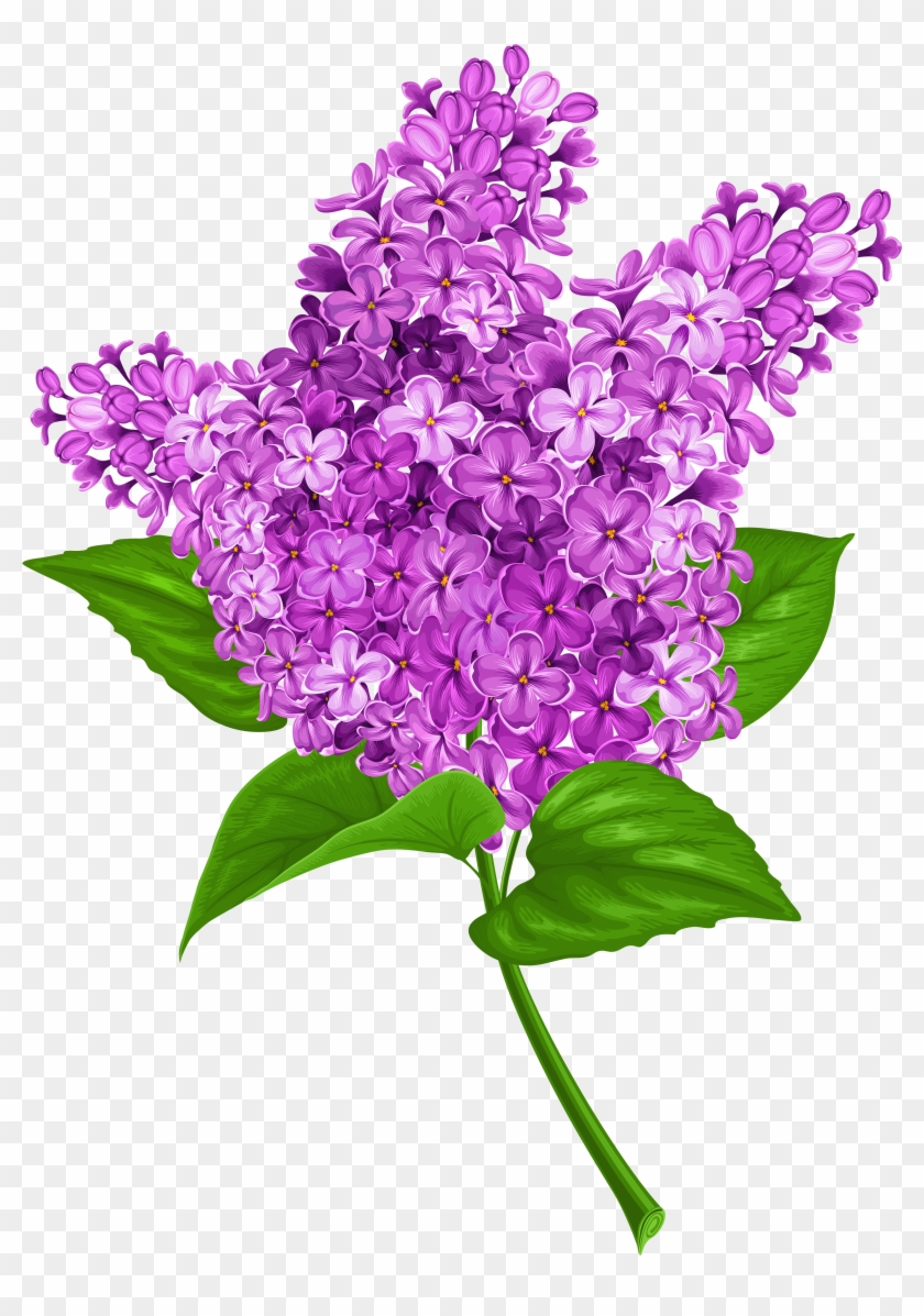 Lilac Png Transparent Clip Art Image Lilac Clipart, Png Download