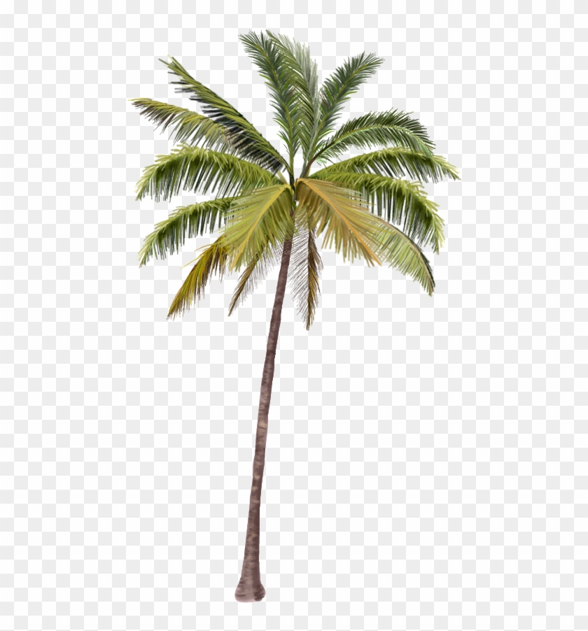 Palmeras Png - Coconut Tree Png Hd, Transparent Png - 500x879(#1425989) -  PngFind