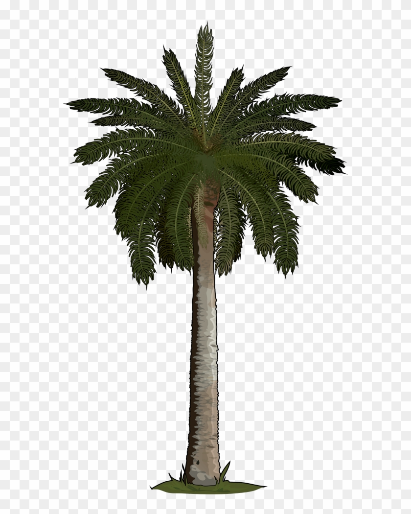 Palmera Png - Silk Palm Tree, Transparent Png - 700x990(#1426132) - PngFind