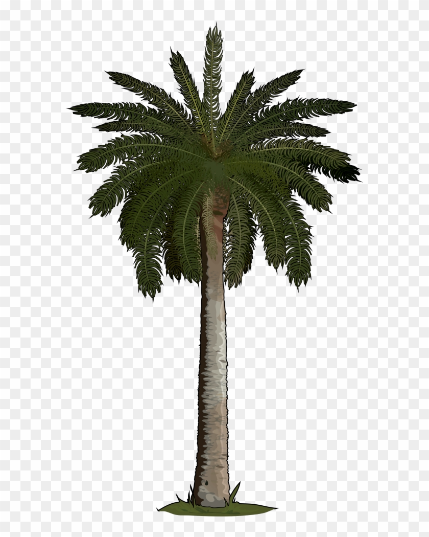 Palmera Png - Silk Palm Tree, Transparent Png - 700x990(#1426132) - PngFind Palmera Png - Silk Palm Tree, Transparent Png - 700x990(#1426132) - PngFind