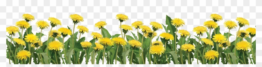 Free Free 319 Clipart Transparent Sunflower Border Png SVG PNG EPS DXF File