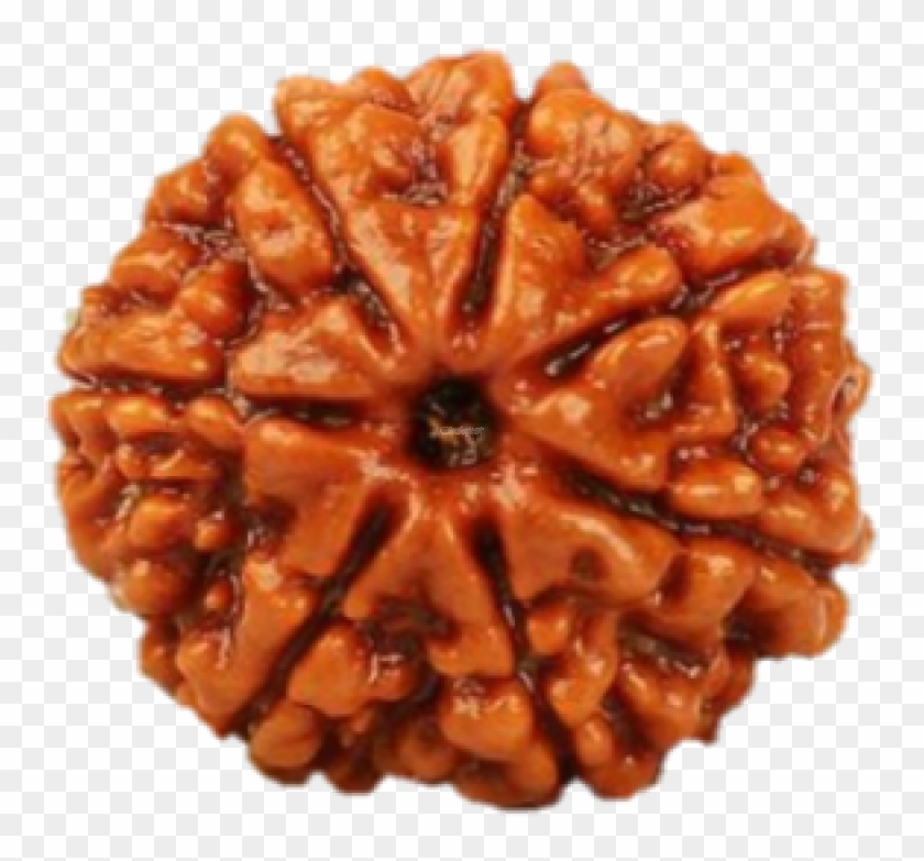 natural 7 face rudraksh nepal origin 7 mukhi rudraksha hd png download 800x752 1461055 pngfind natural 7 face rudraksh nepal origin