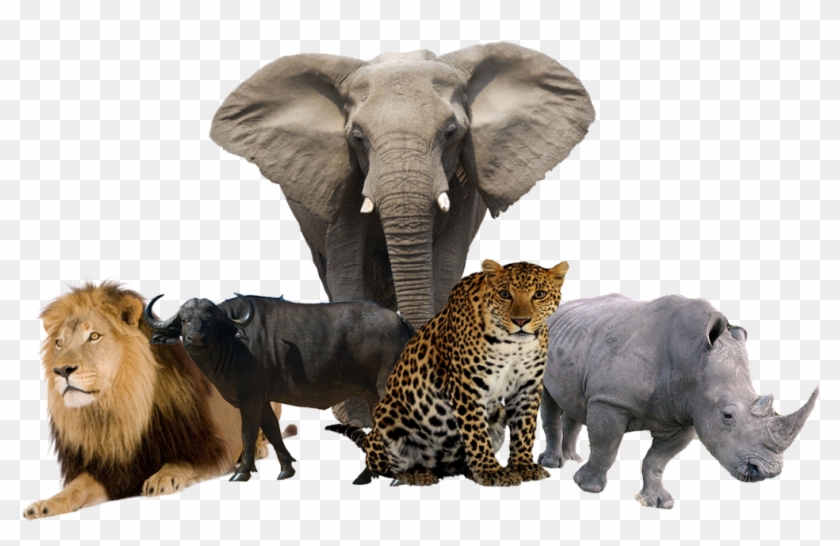 And Cape Buffalo - Big Five Animals Png, Transparent Png - 1024x766(#1461756) - PngFind And Cape Buffalo - Big Five Animals Png, Transparent Png - 1024x766(#1461756) - PngFind