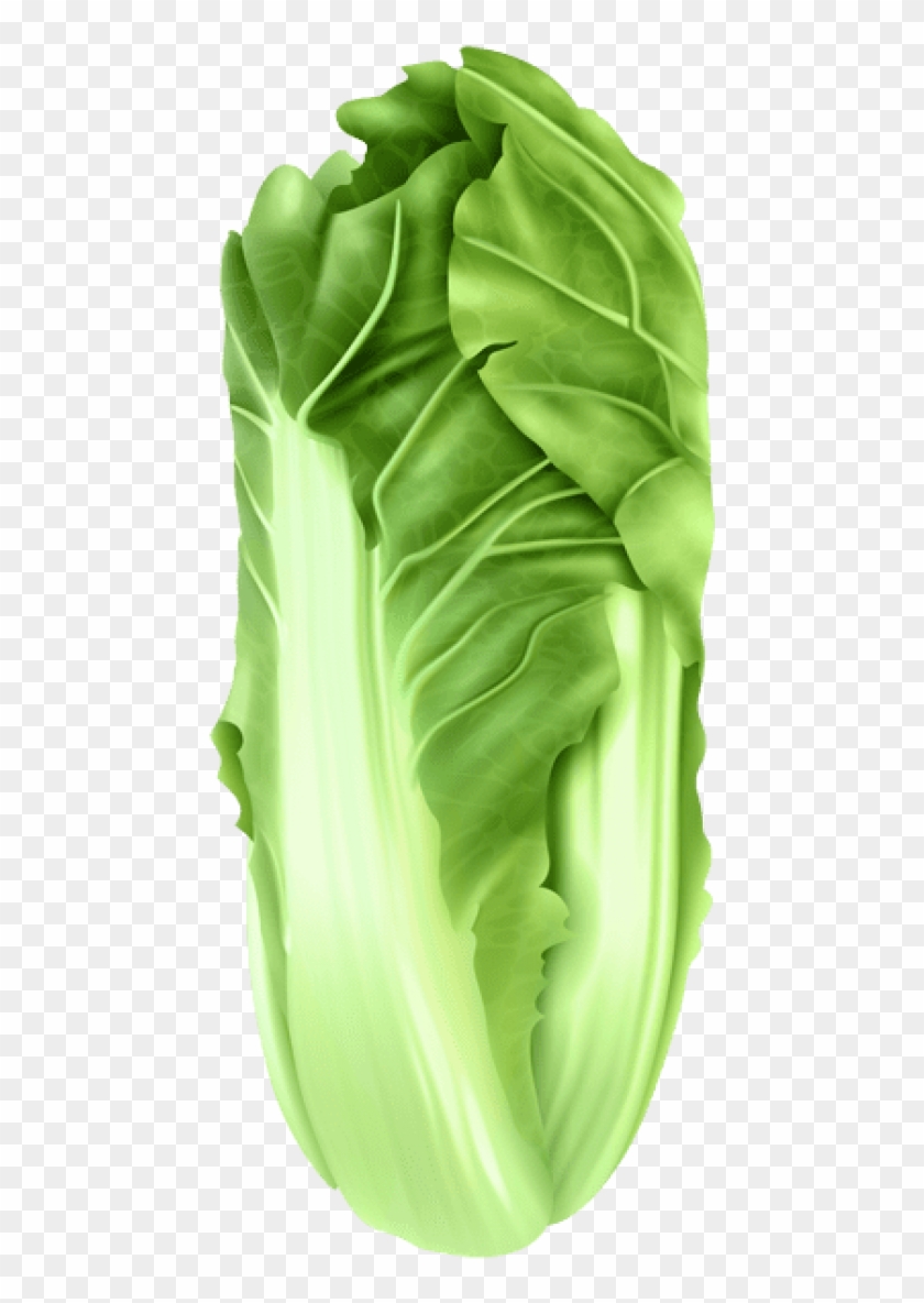 Free Png Download Napa Cabbage Png Images Background - Collard Greens,  Transparent Png - 480x1117(#153883) - PngFind