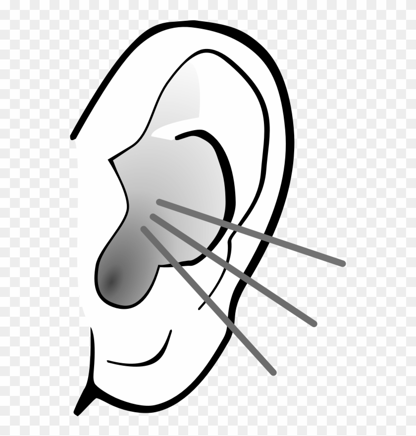 Listening Ear Clipart Listening Clipart Png Transparent Png 559x801 1505050 Pngfind